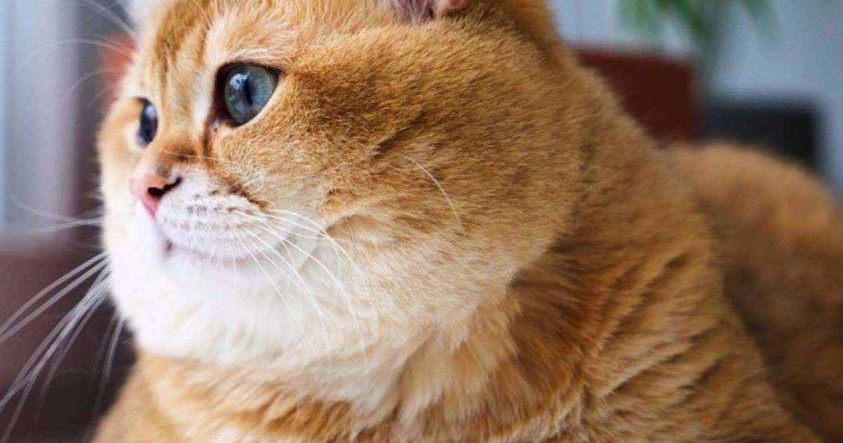 Мысықтын пайдасы