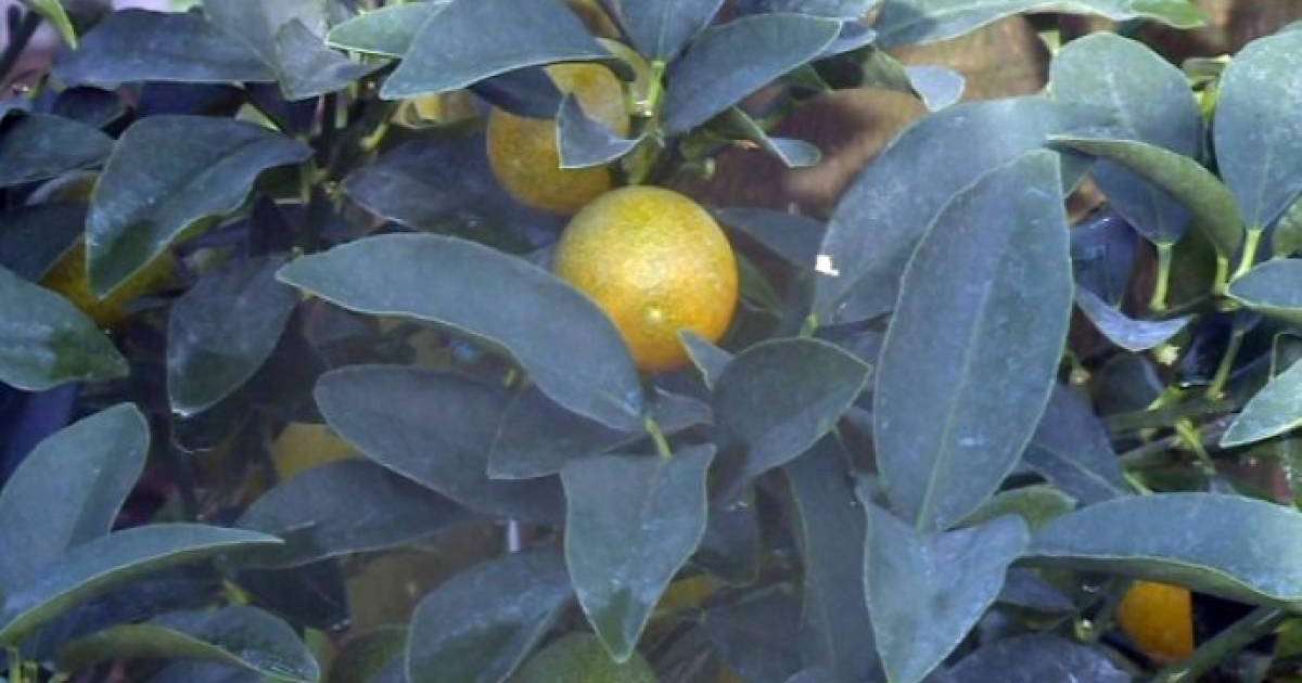 Елордадағы бақта банан мен апельсин өсіп тұр