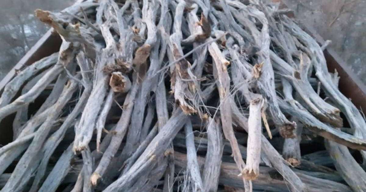 Алматы облысында сексеуіл ағаштарын заңсыз кескен браконьер ұсталды