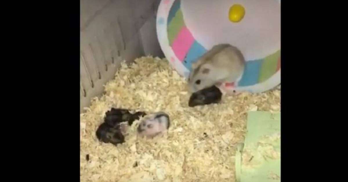 Атжалман баласына дөңгелекте жүгіруді үйретті – күлкілі видео