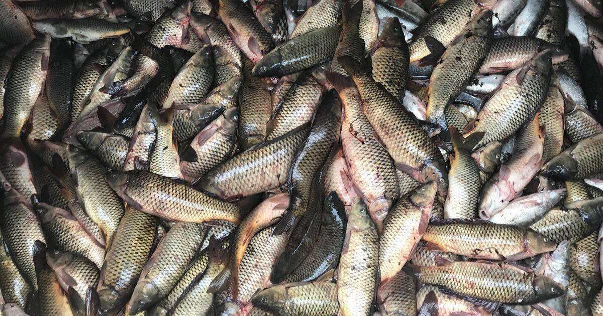 Жайықтағы балықтардың қырылуын ІІМ зерттейді