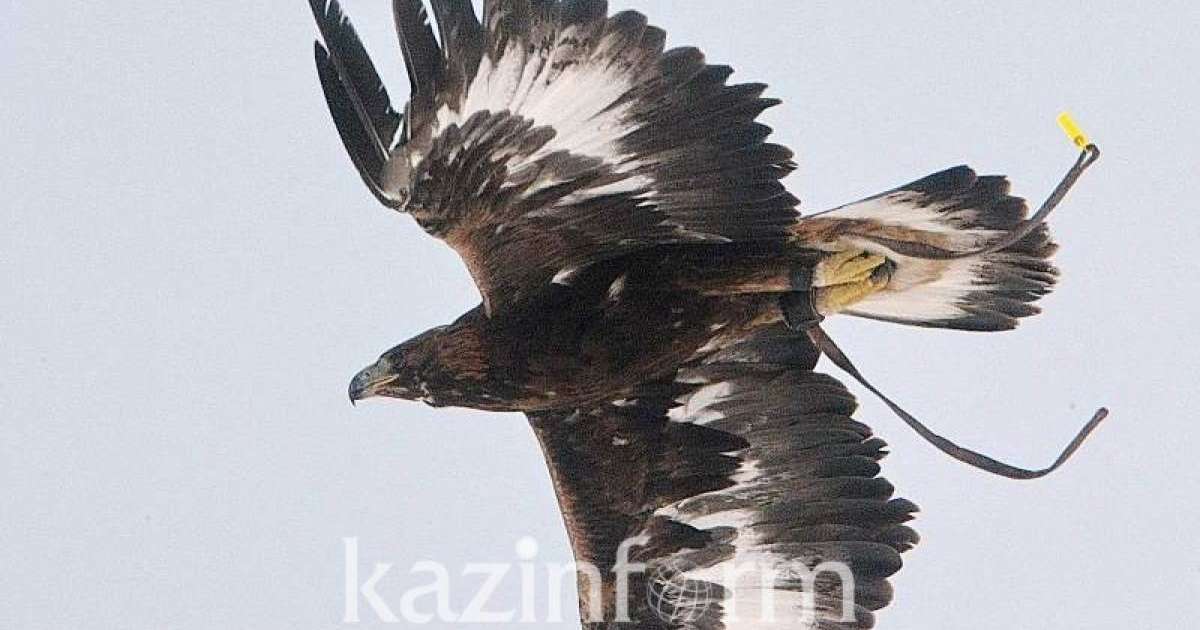阿拉木图州野生猎鹰种群数量回升