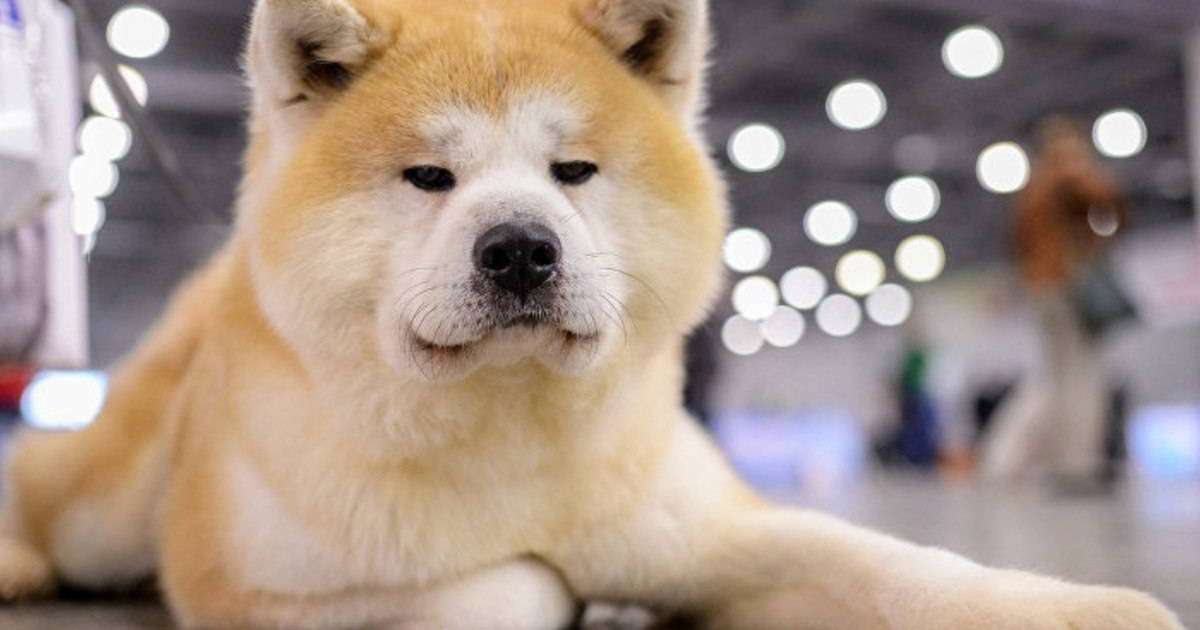 Түсіңізде ит көру не білдіреді?