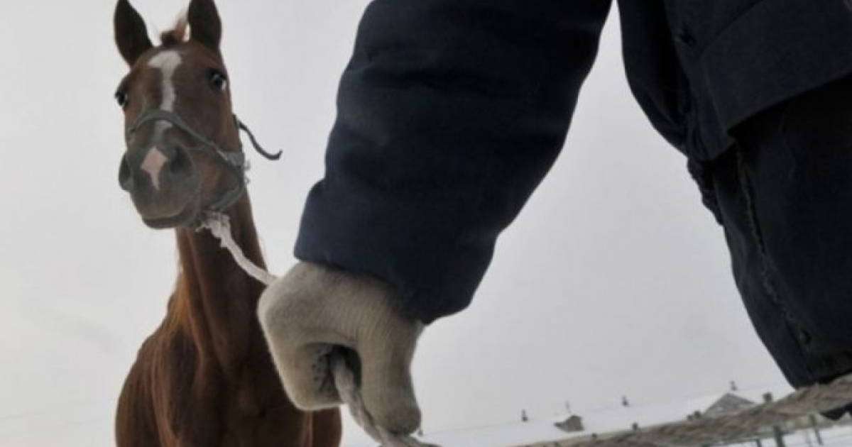 Павлодарлық полицейлер 12 адамнан құралған қылмыстық топтың жолын кесті