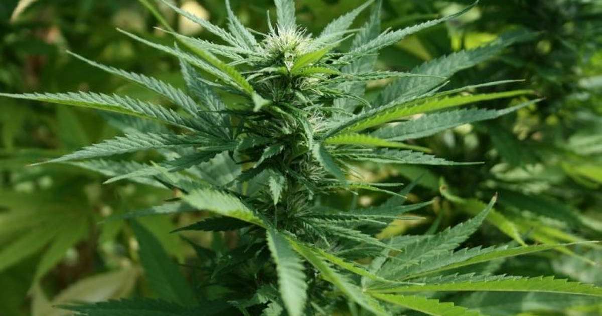 Қарағандылық полицейлер аса ірі көлемдегі есірткі заттарын тәркіледі