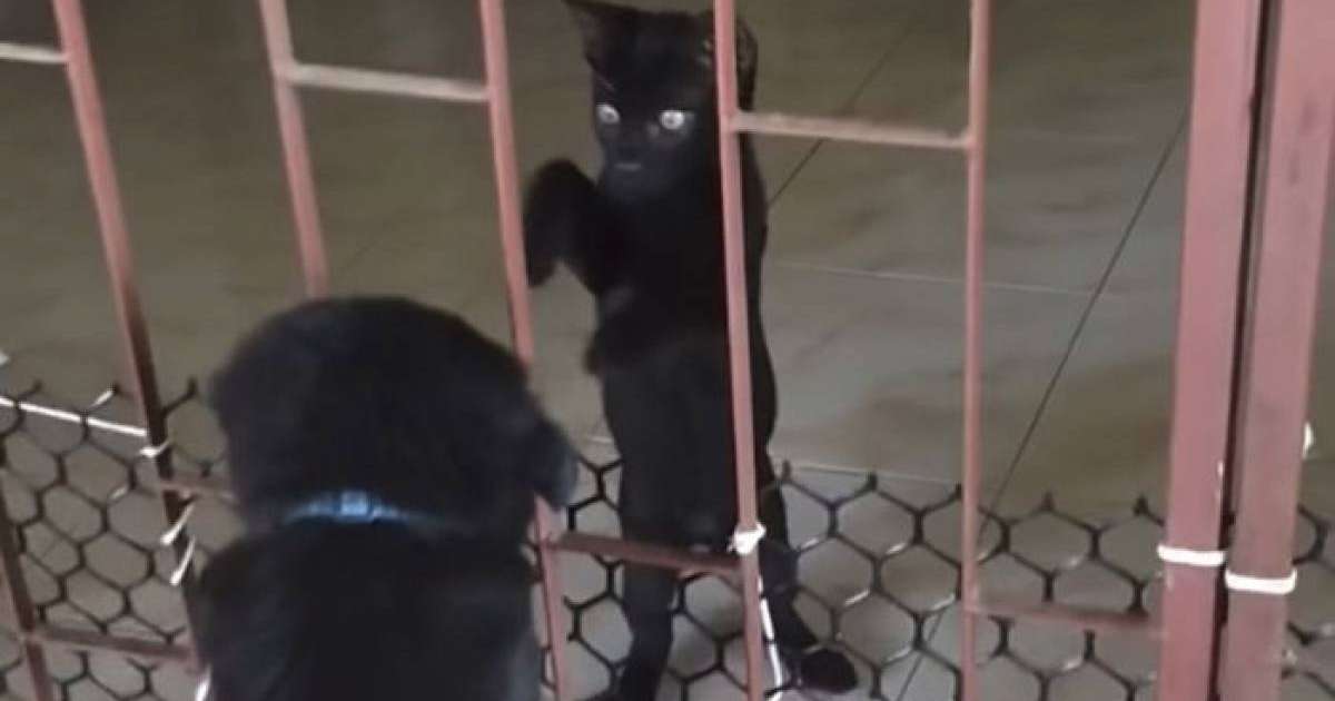 Мысық торға қысылып қалған топ-томпақ күшікті итеріп шығарды – күлкілі видео