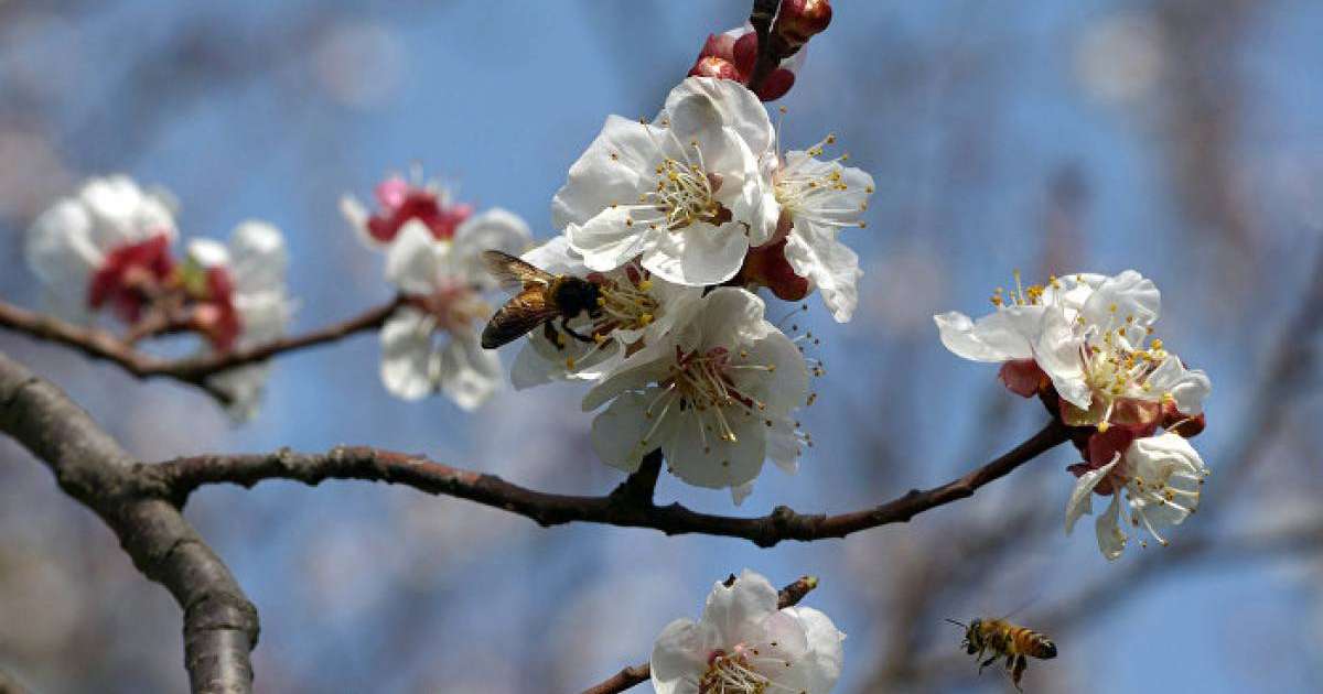 Сәуірде ауа райы қандай болады: болжам