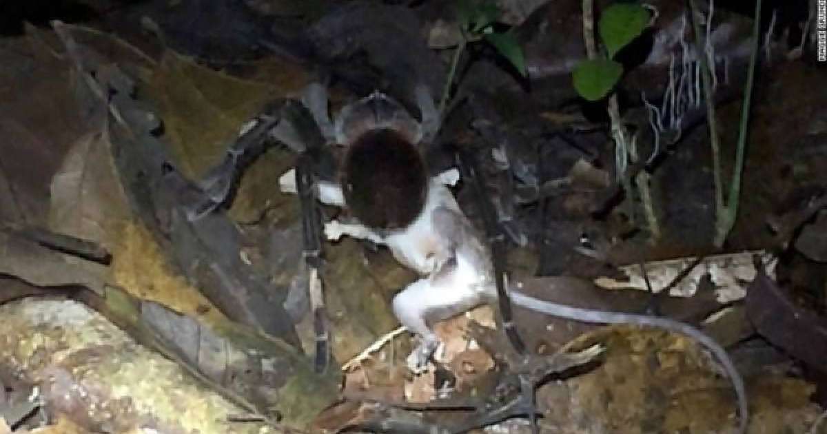 Өрмекшінің тышқанды жеп қойған сәті таспаға түсіп қалды