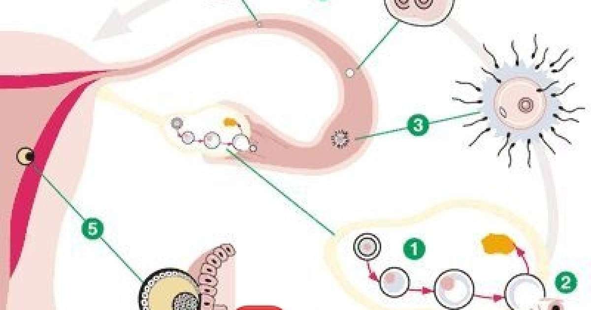 Бойға баланың бітуі қалай жүреді