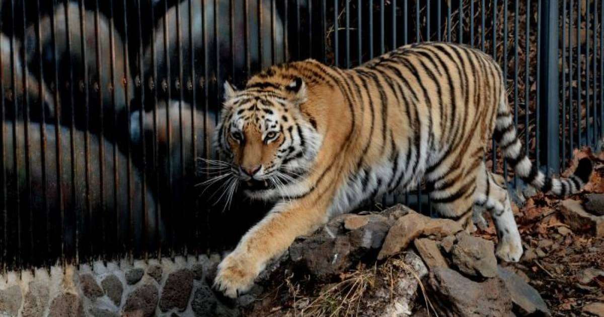 Жолбарыс өзін құтқармақ болған кісіні жеп қоя жаздады