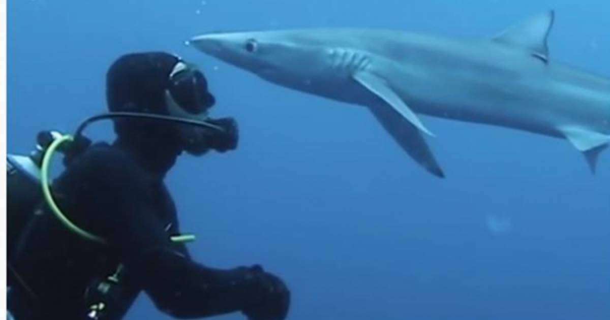 ​Акула спортшыны «сүйіп» алған |