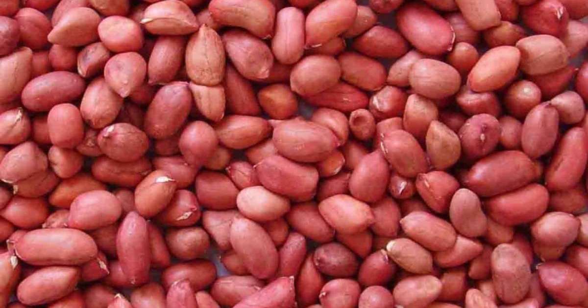 Жер жаңғағының жанға жайлылы қасиеттері