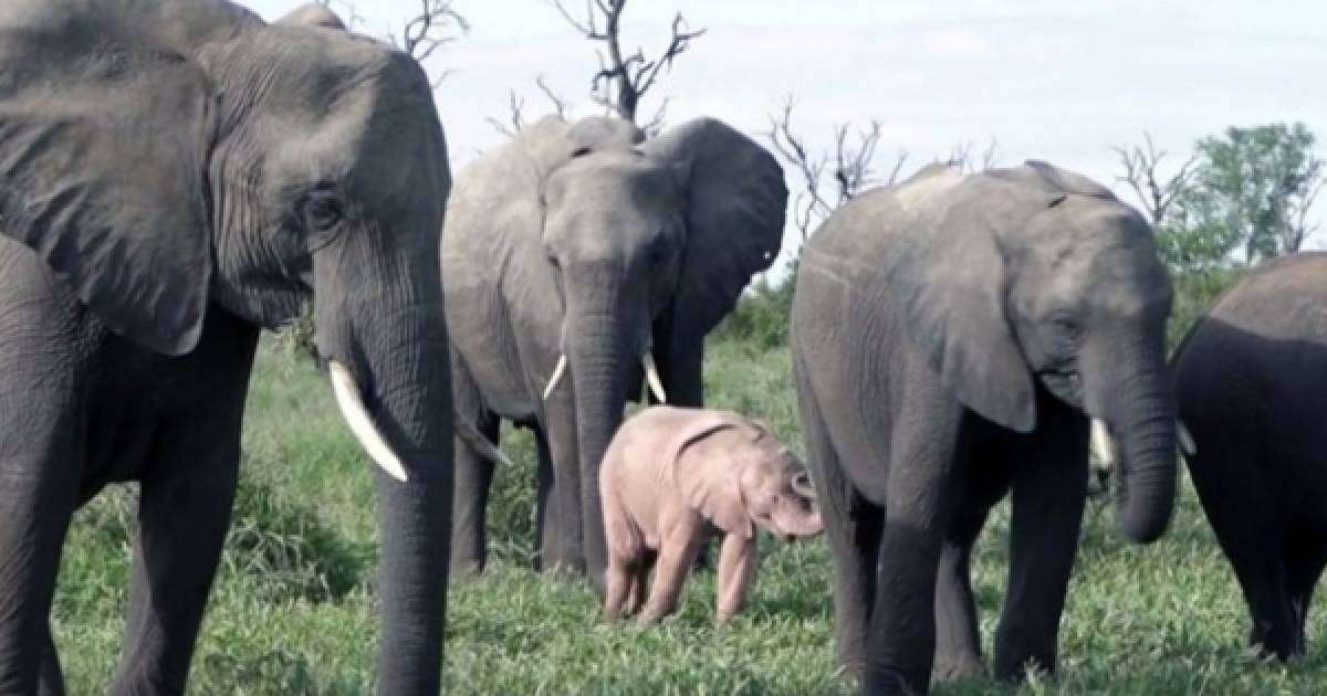 ​Қызыл түсті піл баласы көпшіліктің назарын аударды