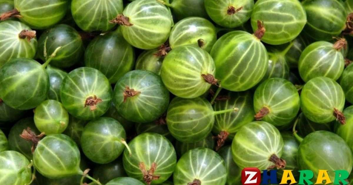 Қарлыған деген не және оның пайдасы