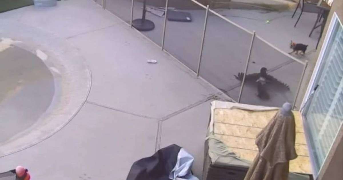 Қаршыға итке бас салды: соңында ешкім күтпеген оқиға болды – видео