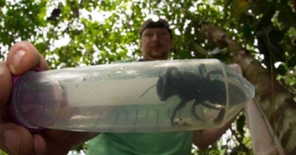 Жойылып кетті деп кесілген алпауыт ара табылды