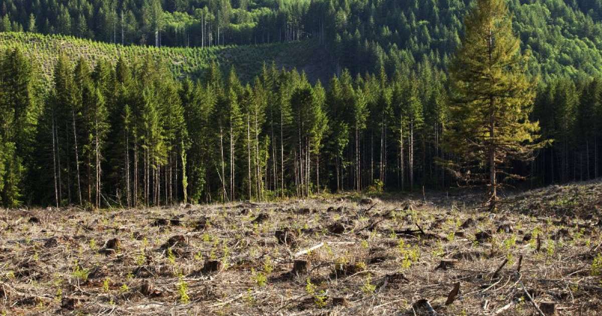去年全球共有1200万公顷森林消失