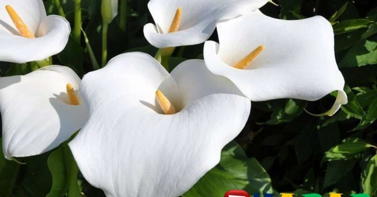 Әйел бақыты