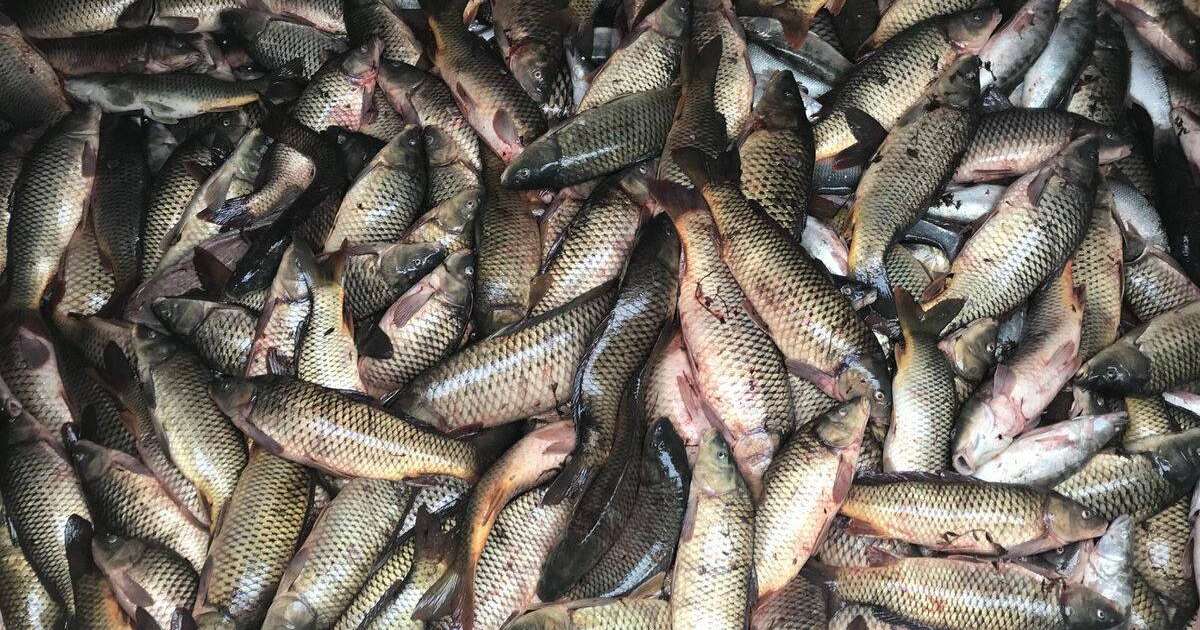 Министрлік Ойыл өзенінен бес тонна өлі балық табылғанын хабарлады