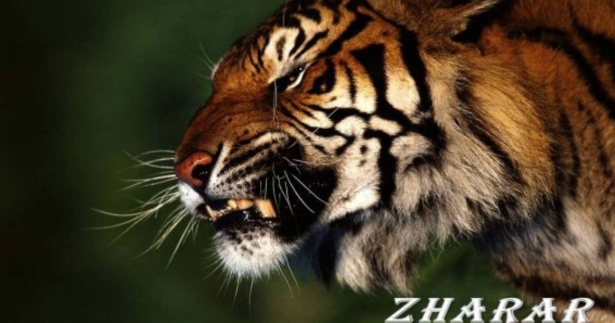 Жиі ашуланасыз ба?