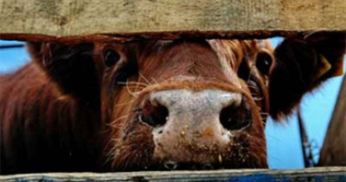 Алматы облысында мал ұрлығымен күрес жұмыстары күшейтілді