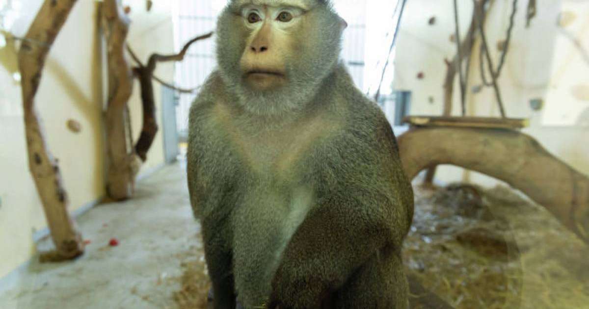 баласымен серуендеп жүрген маймыл желіні күлкіге батырды – видео  