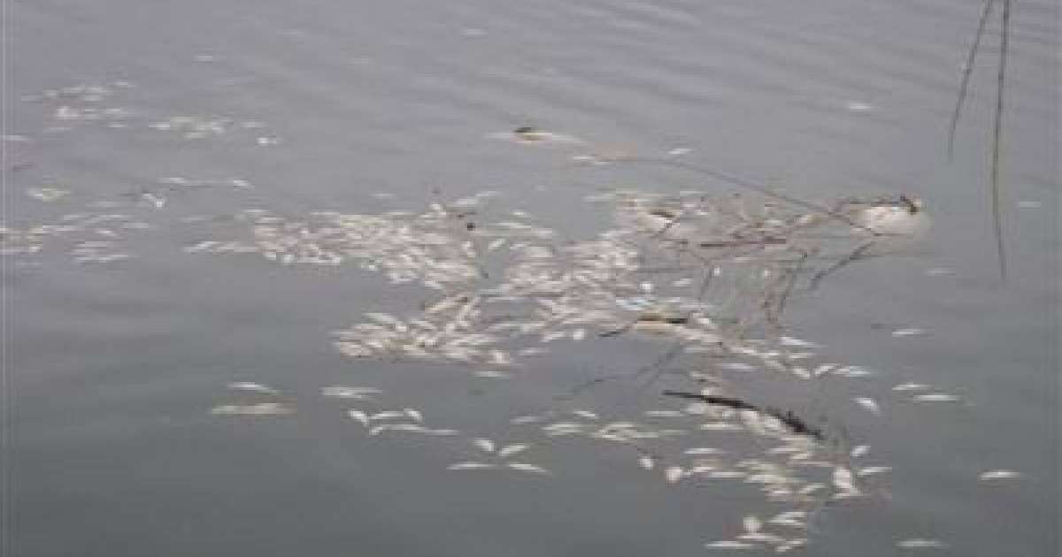 Атыраудағы Орал өзенінде балықтар жаппай қырылып жатыр