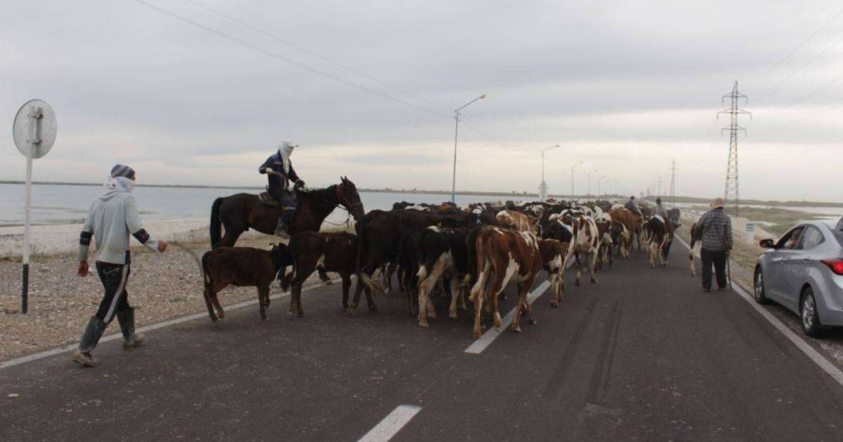 Ақтөбе облысының шаруалары мал ұрлығының көбейгенін айтып шағымданды
