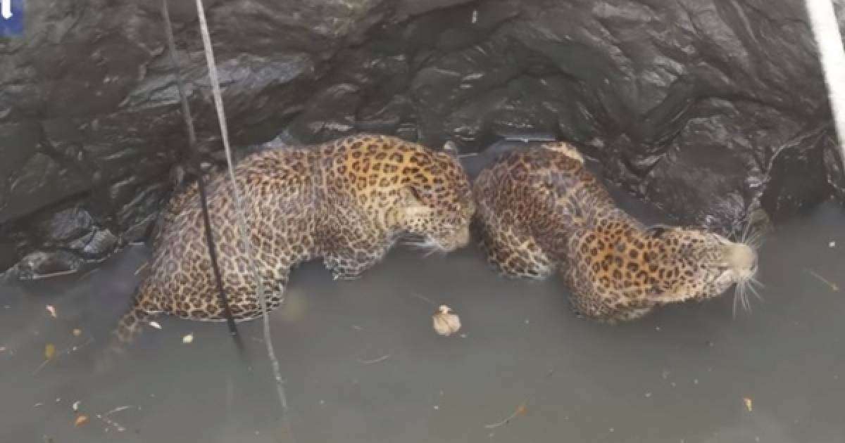 ​Үндістанда құдыққа түсіп кеткен леопардтар құтқарылды