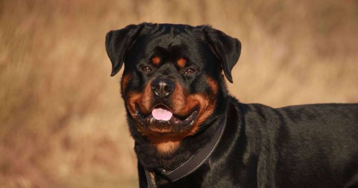 Алматыда қабаған иттер екі жасар қызды шайнап тастады