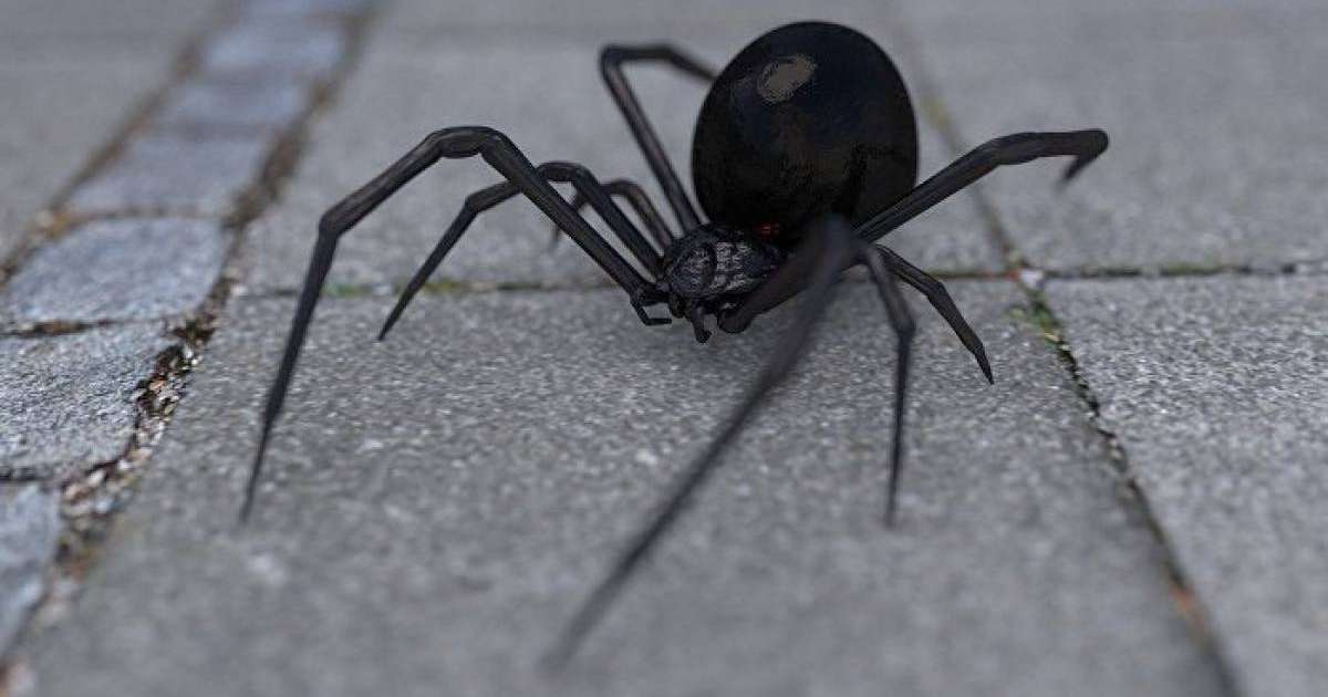 Ғалымдар опоссумды жеп жатқан алып өрмекшінің үстінен түсті – видео