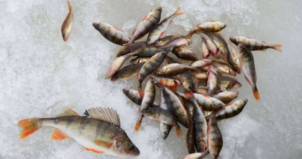 Жайықтағы балықтың қырылуынан қанша шығын келгені белгілі болды