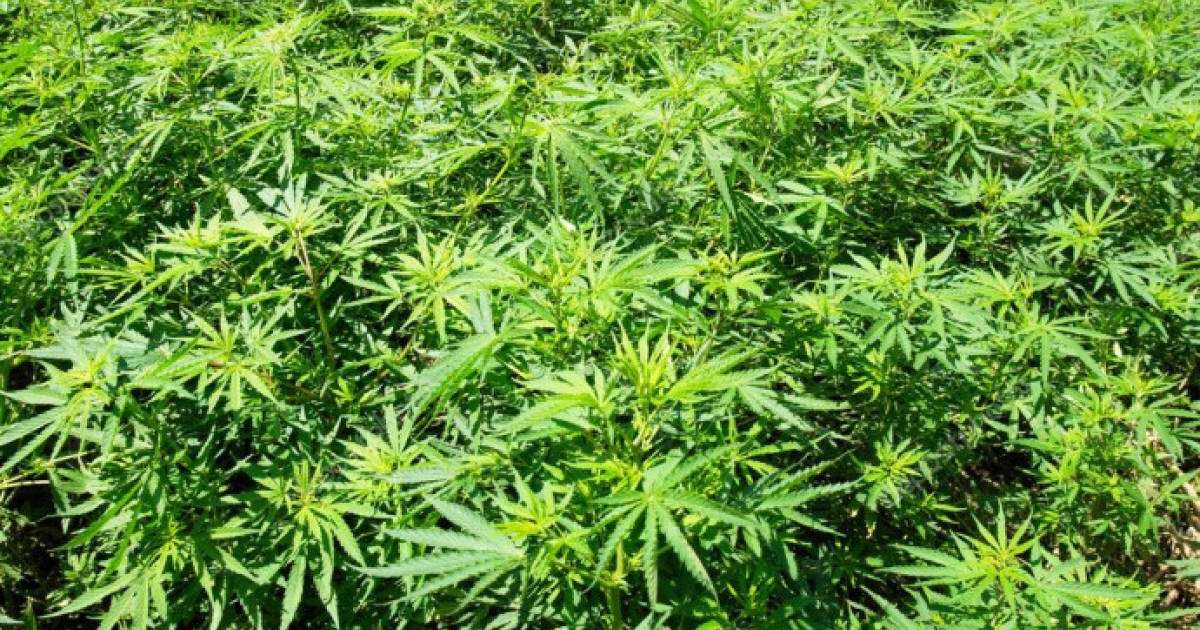 Қарасора егемін деп сорлап қалды