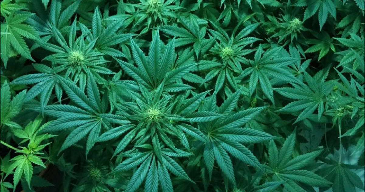 Алматы облысында үйінің жер төлесінде есірткі өсірген тұрғын ұсталды