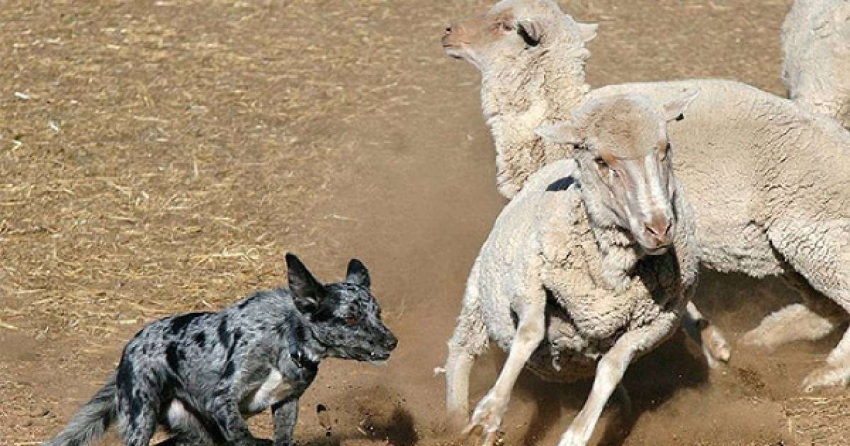 Британияда қойларға шабуыл жасаған иттердің ДНҚ базасы жиналуда