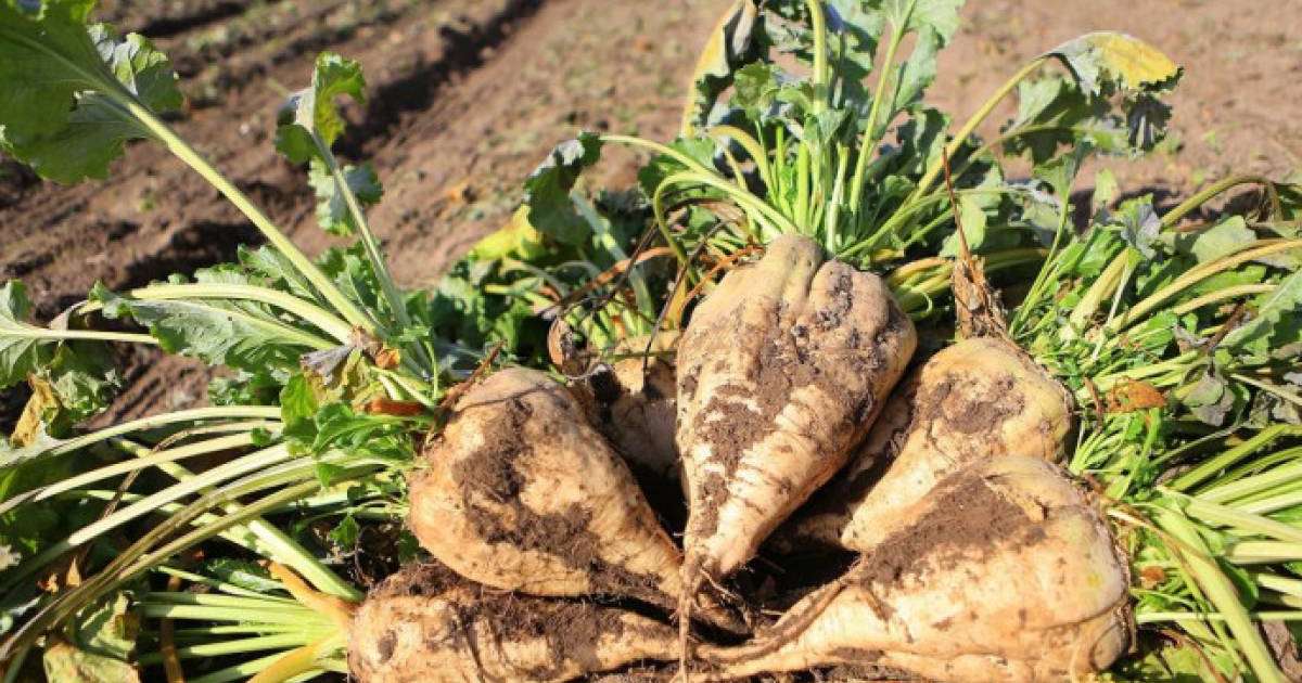 Алматы облысында қант қызылшасын өсірумен айналысатындар ақшасын ала алмай жүр