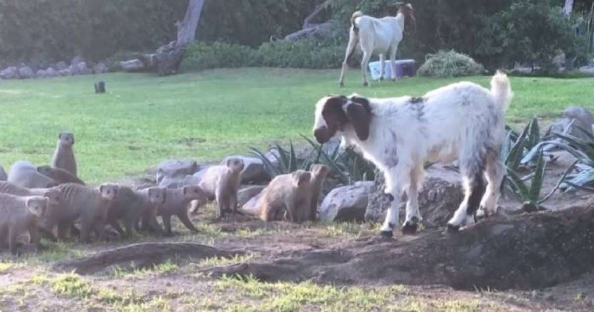 Лақ бір топ жыртқышқа тойтарыс берді