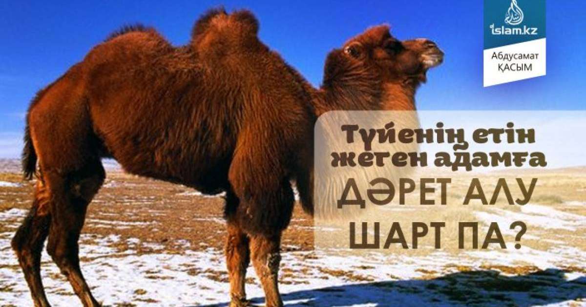 Түйенің етін жеген адамға дәрет алу шарт па?