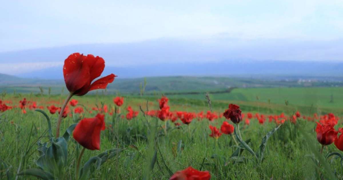 突厥斯坦州郁金香节盛大开幕