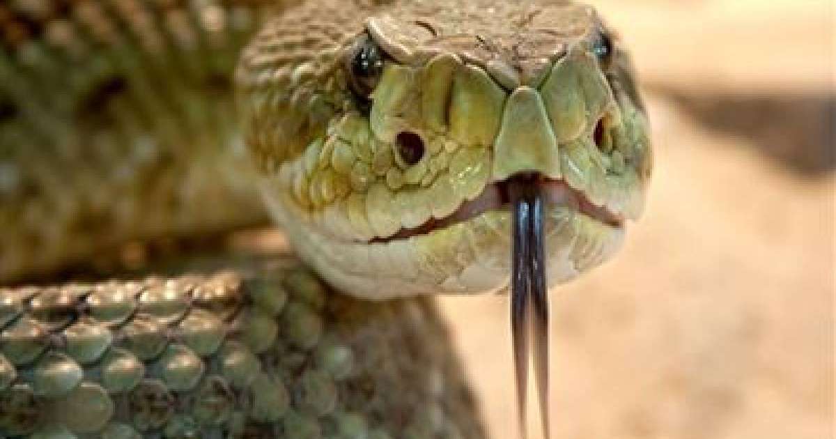 Әйел адам күйеуінің жыланын омырауымен емізуге мәжбүр болды