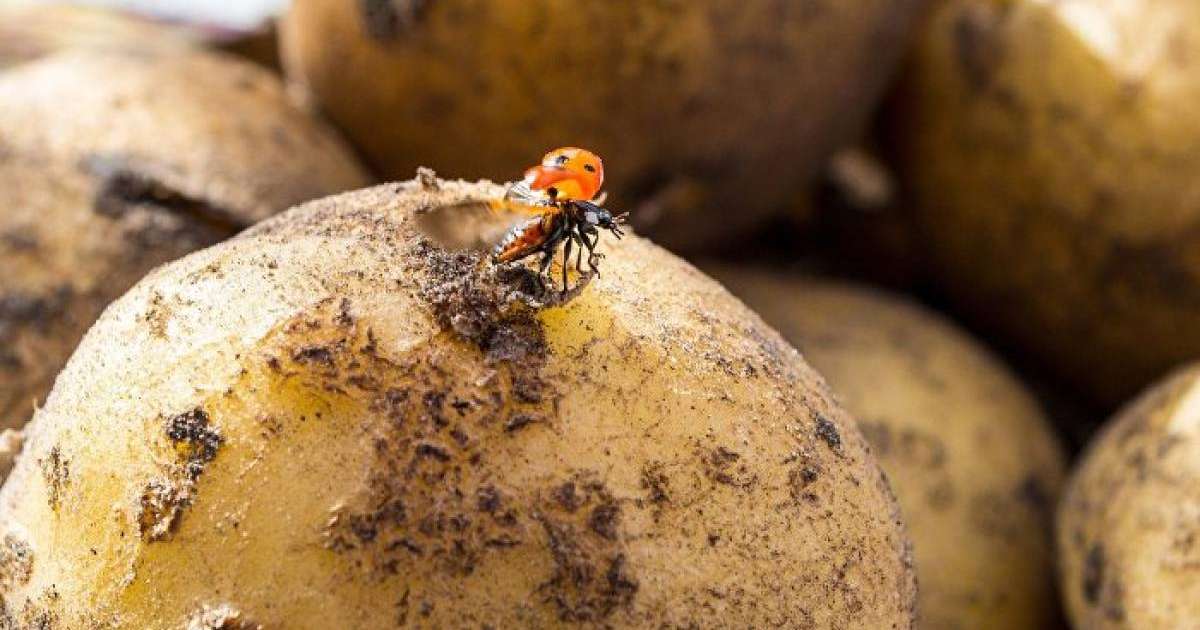 Ақмола облысында төрт адам жертөледе көз жұмды