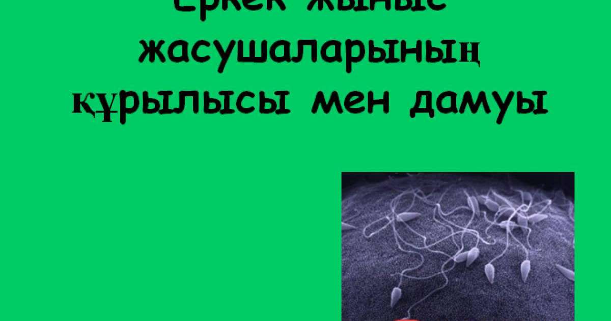 Презентация (слайд): Еркек жыныс жасушаларының құрылысы мен дамуы
