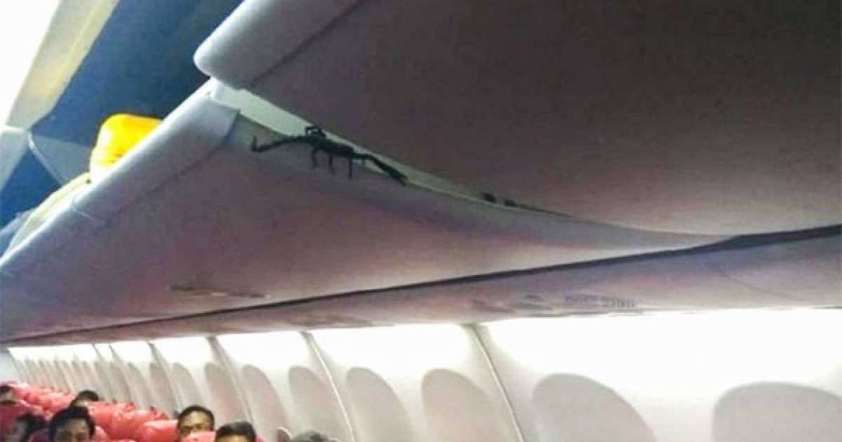 Бордттағы шаян ұшақ пассажирлерін ұлардай шулатқан