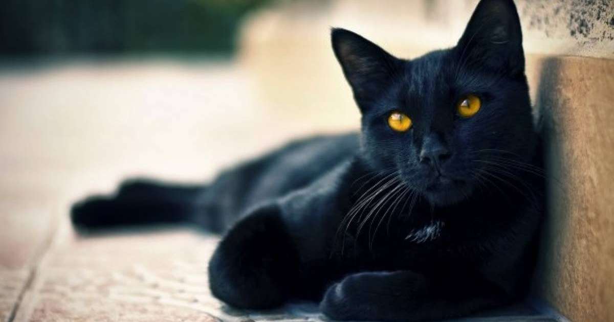 Түс жору: Мысық. Түсте мысық көру • Түс Жору