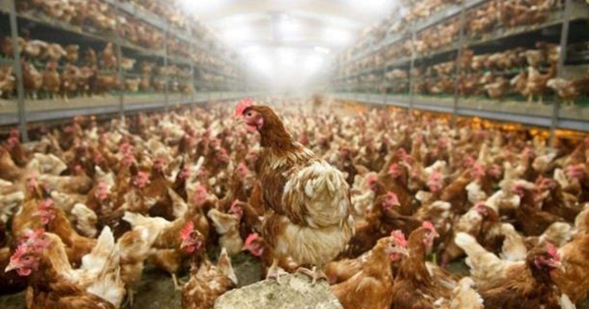 Видеошок: 10 мыңға жуық балапан өртеніп кеткен