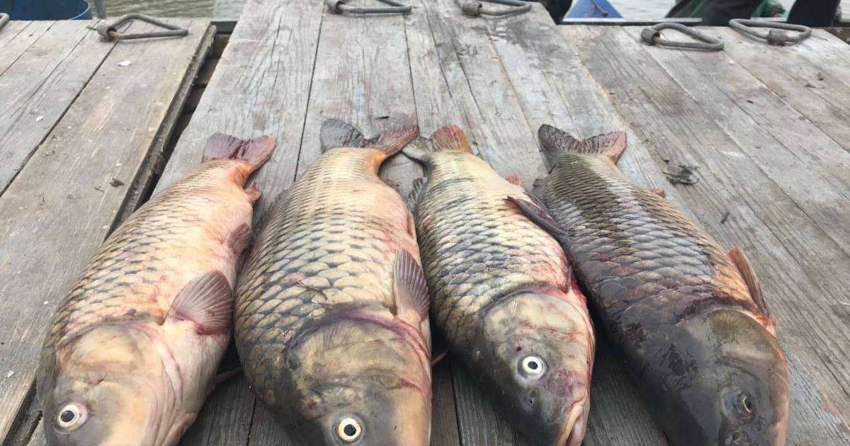 Түркістан облысында "браконьер" полицей ісі бойынша тағы екі күдікті ұсталды