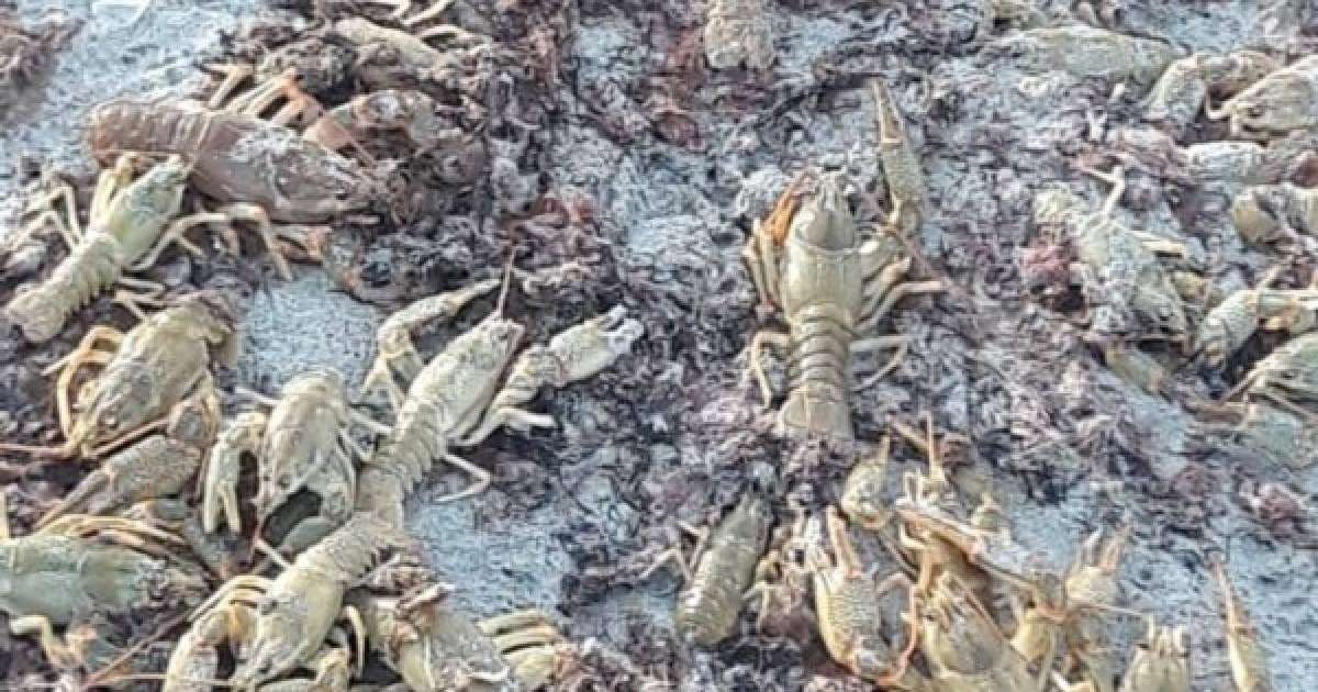 Жүздеген шаян Каспий жағалауына шығып қалған