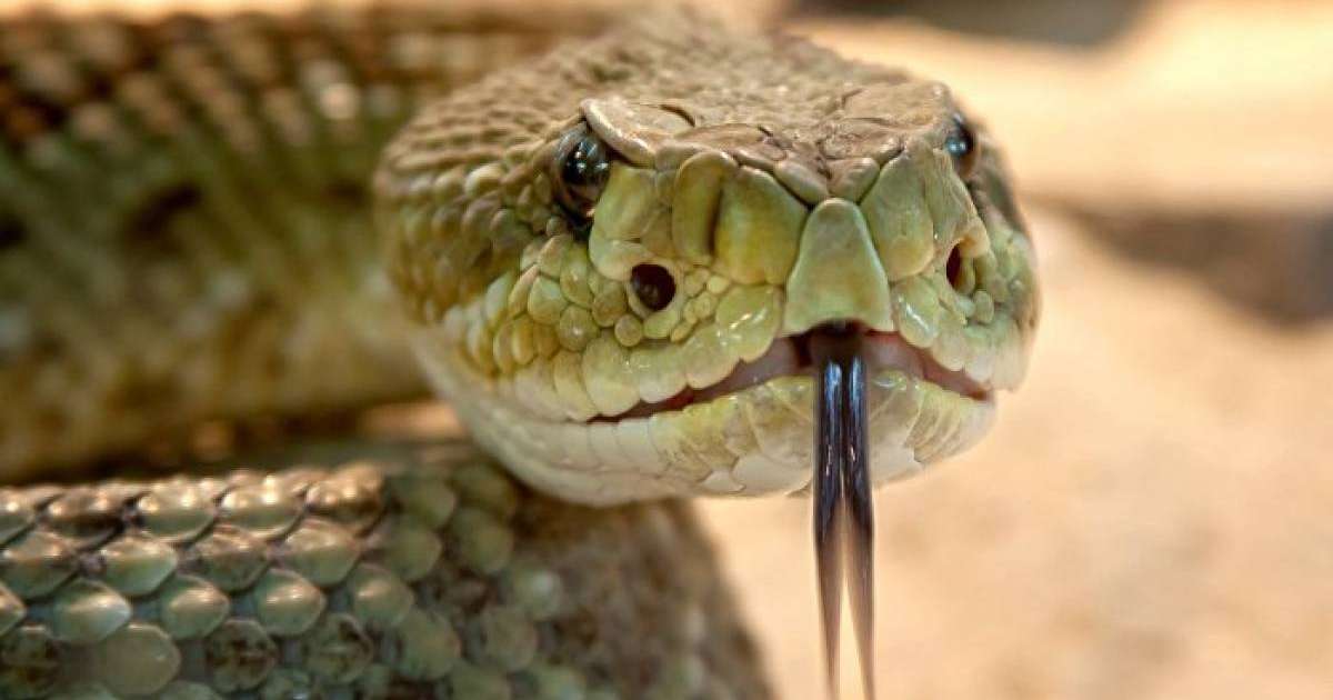 Ақтау көшелеріне жыландар қаптап кетті