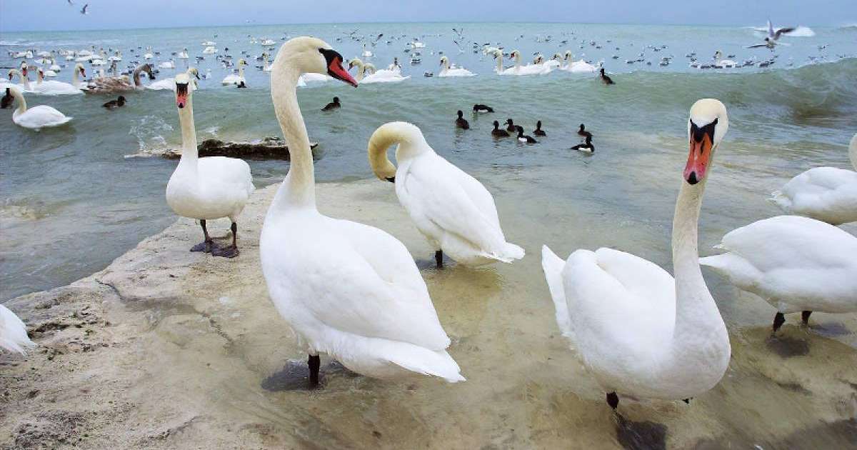 统计：里海哈萨克斯坦区域内鸟类数量达54.4万只