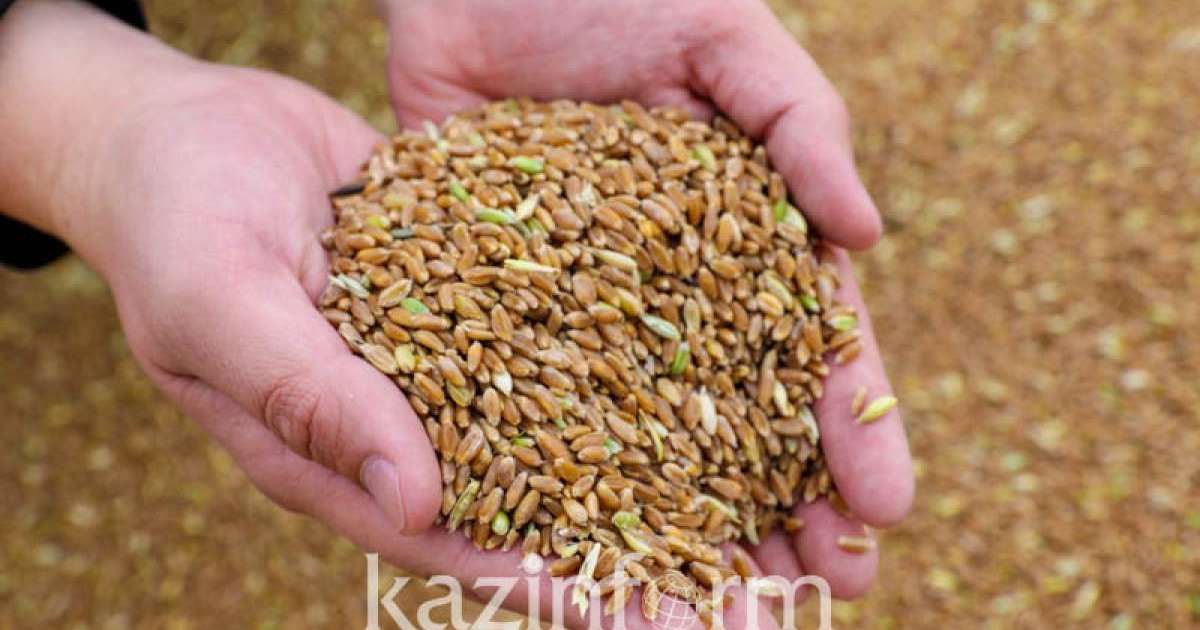 过去两年哈萨克斯坦向阿富汗出口粮食超130万吨